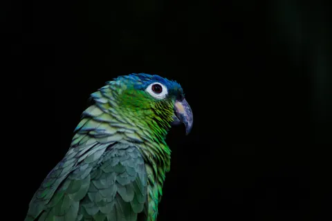 خلفية طائر استوائي بدقة 4K · animals · 3840×2560