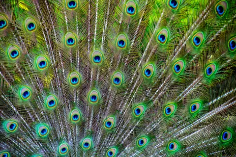 Peacock 4K Wallpaper · animals · 3840×2563