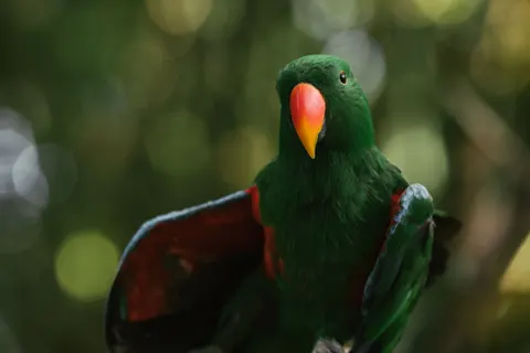열대 새 4K 배경화면 · animals · 3840×2560