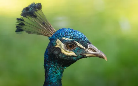 Peacock 4K Wallpaper · animals · 3840×2400
