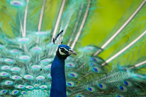 Peacock 4K Wallpaper · animals · 3840×2560
