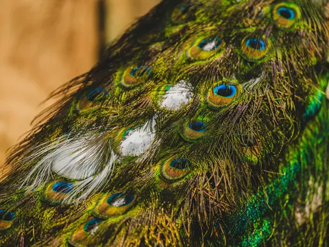 Peacock 4K Wallpaper · animals · 3840×2880