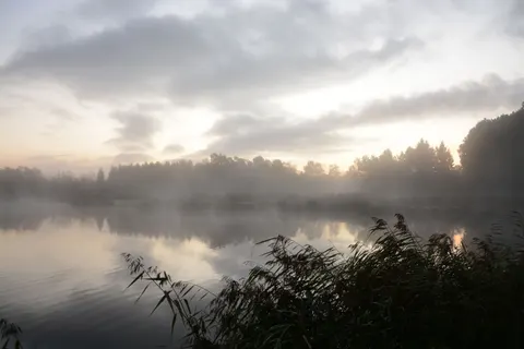 Foggy Forest 4K Wallpaper · nature · 3840×2560