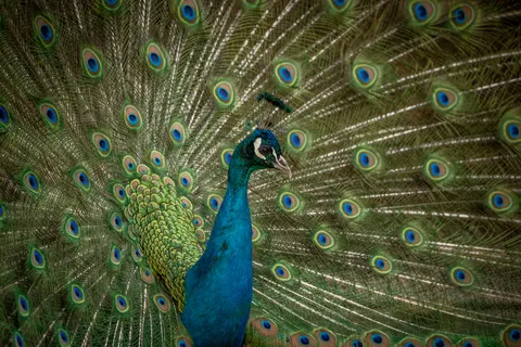 Peacock 4K Wallpaper · animals · 3840×2560