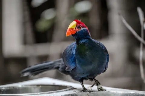 Tropischer Vogel 4K Hintergrundbild · animals · 3840×2560