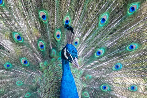Peacock 4K Wallpaper · animals · 3840×2560