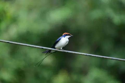 Fond d'écran Oiseau tropical 4K · animals · 3840×2560