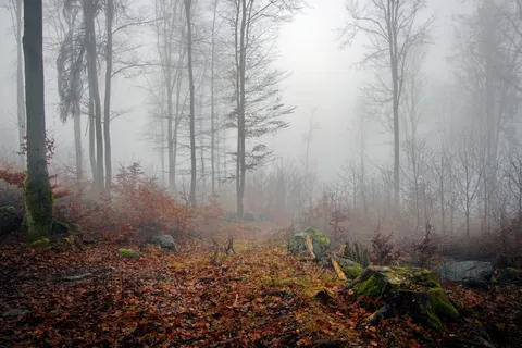 Fondo de pantalla Bosque con niebla 4K · nature · 3840×2561