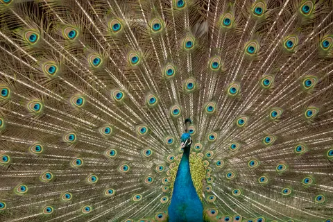 Sfondo Pavone 4K · animals · 3840×2560