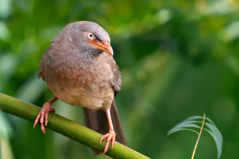 Fond d'écran Oiseau tropical 4K · animals · 3840×2560