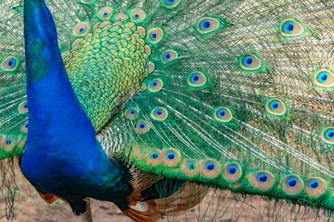 Sfondo Pavone 4K · animals · 3840×2563