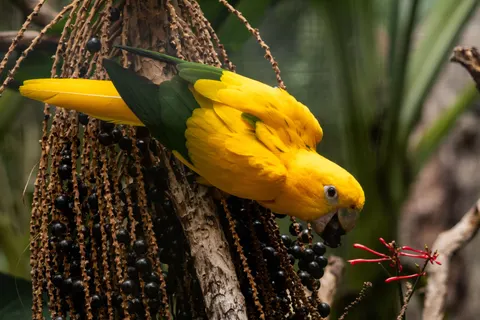 Fond d'écran Oiseau tropical 4K · animals · 3840×2560