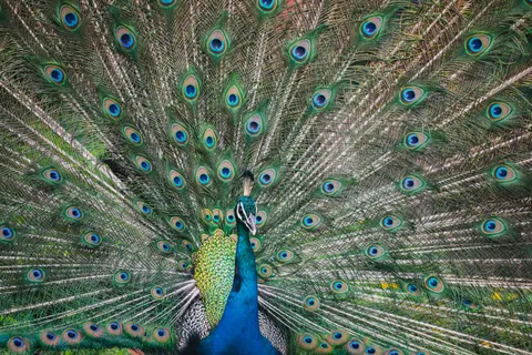 Peacock 4K Wallpaper · animals · 3840×2560