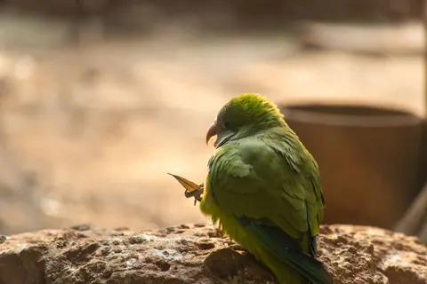 Tropischer Vogel 4K Hintergrundbild · animals · 3840×2563