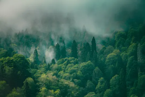 Fondo de pantalla Bosque con niebla 4K · nature · 3840×2560