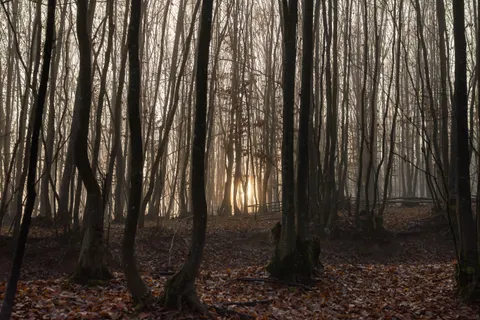 Fondo de pantalla Bosque con niebla 4K · nature · 3840×2563