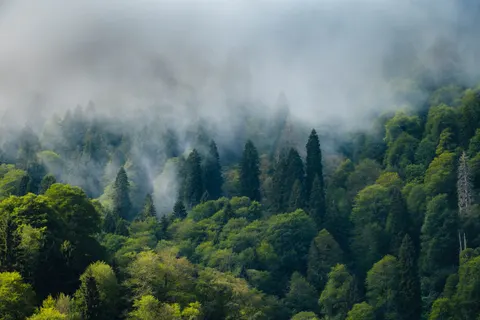 Обои Туманный лес 4K · nature · 3840×2560