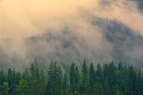 Foggy Forest 4K Wallpaper · nature · 3840×2560