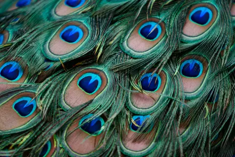 Peacock 4K Wallpaper · animals · 3840×2560