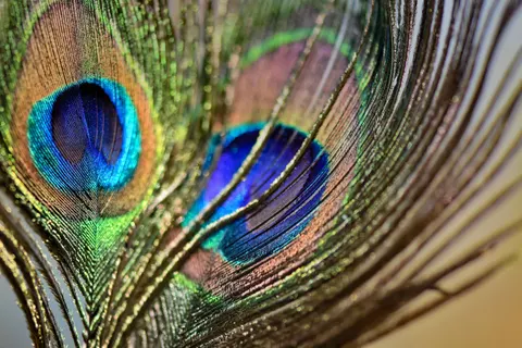 Peacock 4K Wallpaper · animals · 3840×2560