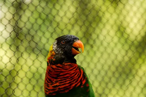 Обои Тропическая птица 4K · animals · 3840×2560