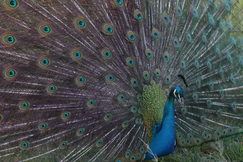 Peacock 4K Wallpaper · animals · 3840×2560