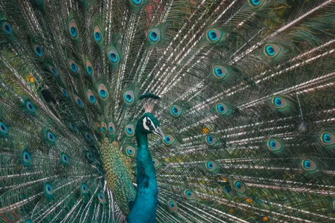 Sfondo Pavone 4K · animals · 3840×2560