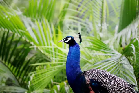 Peacock 4K Wallpaper · animals · 3840×2560