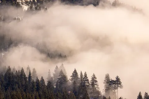 Fondo de pantalla Bosque con niebla 4K · nature · 3840×2561