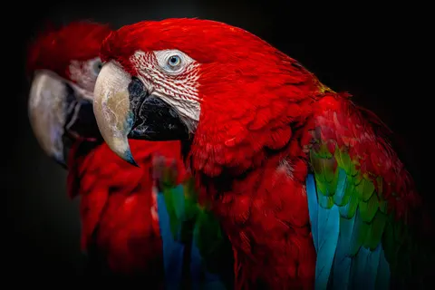 خلفية طائر استوائي بدقة 4K · animals · 3840×2560