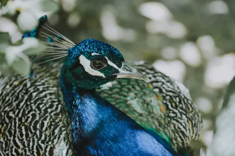 Peacock 4K Wallpaper · animals · 3840×2560