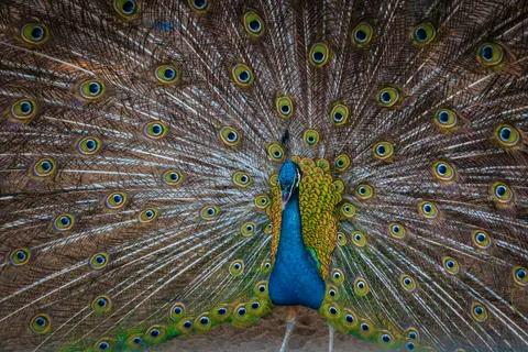 Sfondo Pavone 4K · animals · 3840×2560