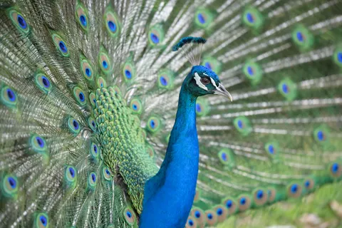 Peacock 4K Wallpaper · animals · 3840×2560