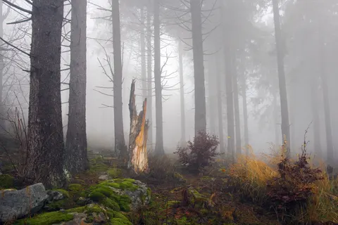 Foggy Forest 4K Wallpaper · nature · 3840×2561
