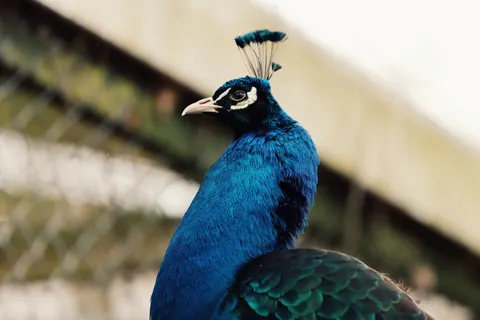 Sfondo Pavone 4K · animals · 3840×2560