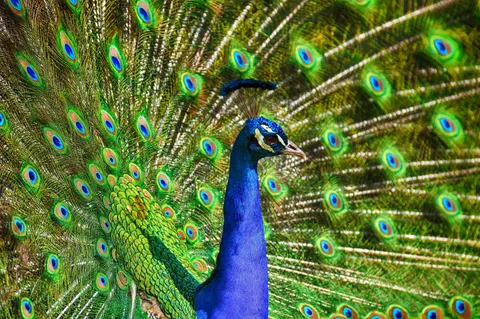 Peacock 4K Wallpaper · animals · 3840×2553