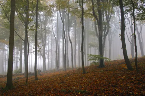 Fondo de pantalla Bosque con niebla 4K · nature · 3840×2559