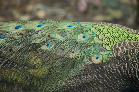 Peacock 4K Wallpaper · animals · 3840×2563