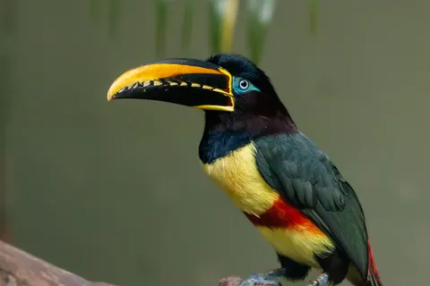Tropischer Vogel 4K Hintergrundbild · animals · 3840×2560