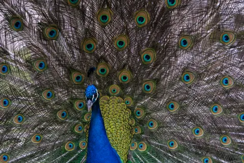 Sfondo Pavone 4K · animals · 3840×2560