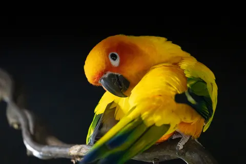 خلفية طائر استوائي بدقة 4K · animals · 3840×2560