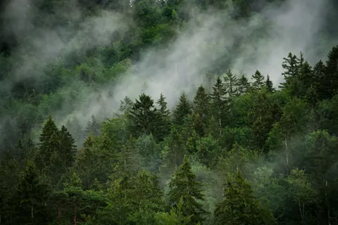 Foggy Forest 4K Wallpaper · nature · 3840×2560