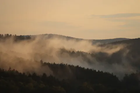 안개 낀 숲 4K 배경화면 · nature · 3840×2560