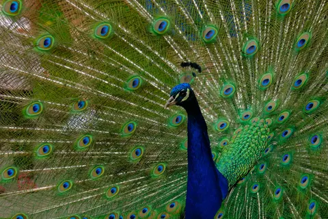 Sfondo Pavone 4K · animals · 3840×2560