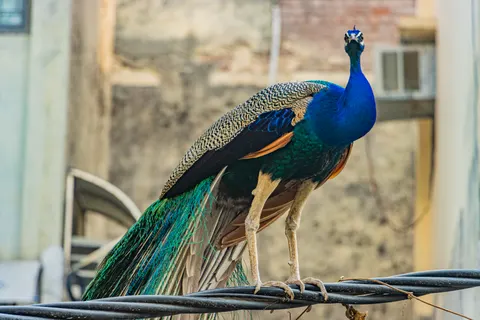 Peacock 4K Wallpaper · animals · 3840×2560