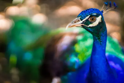 Peacock 4K Wallpaper · animals · 3840×2560