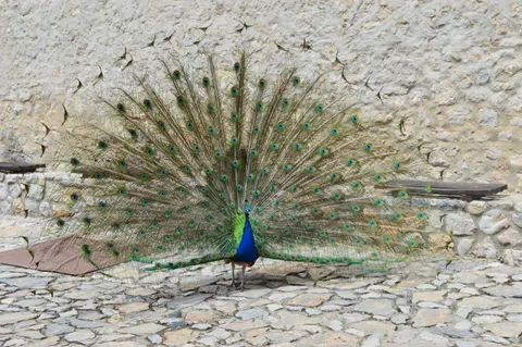 Peacock 4K Wallpaper · animals · 3840×2553