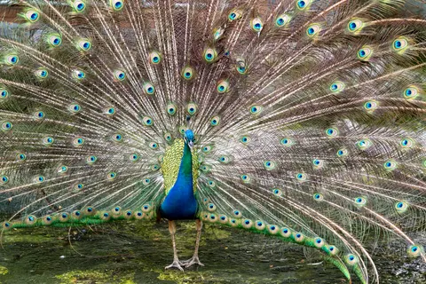 Peacock 4K Wallpaper · animals · 3840×2561
