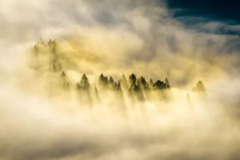 Fondo de pantalla Bosque con niebla 4K · nature · 3840×2560