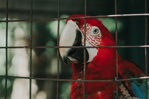 Fondo de pantalla Ave tropical 4K · animals · 3840×2560